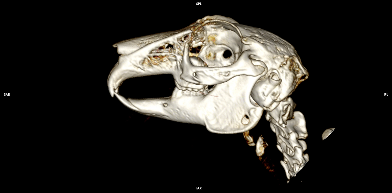 CT — head study in a cat