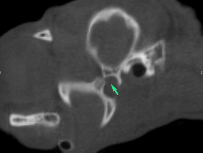 CT — temporomandibular joint luxation in a cat