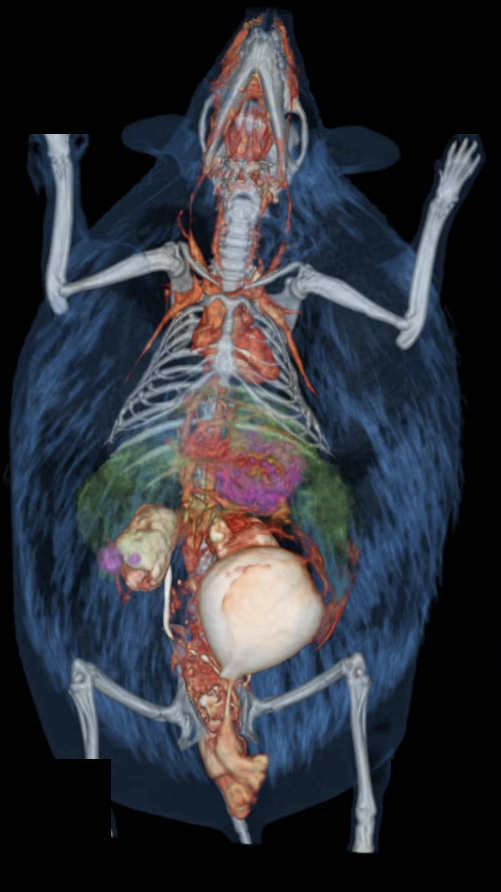CT 3D reconstruction — hedgehog