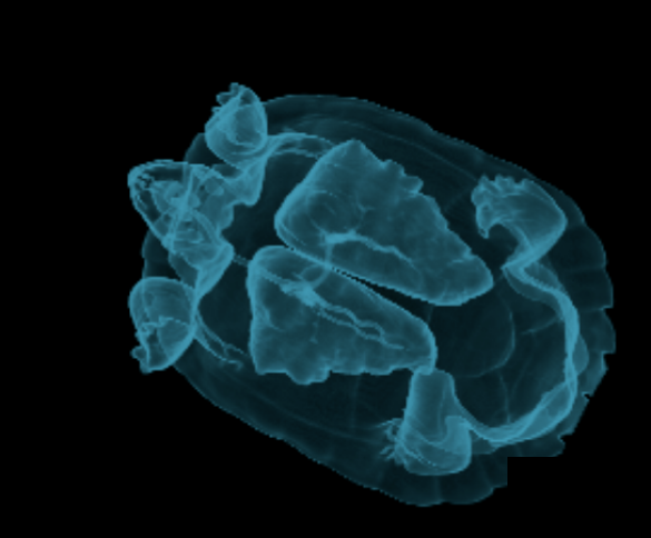 CT 3D reconstruction — lung study in a turtle