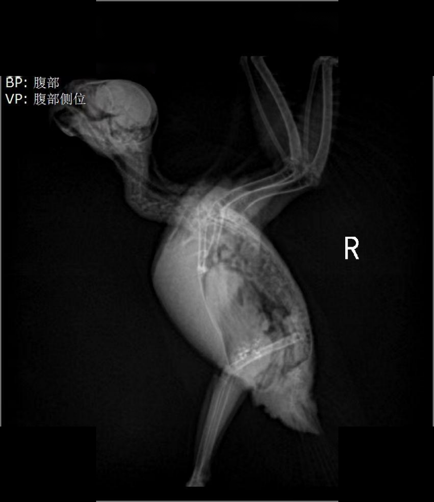 X-ray — abdominal lateral view in a bird