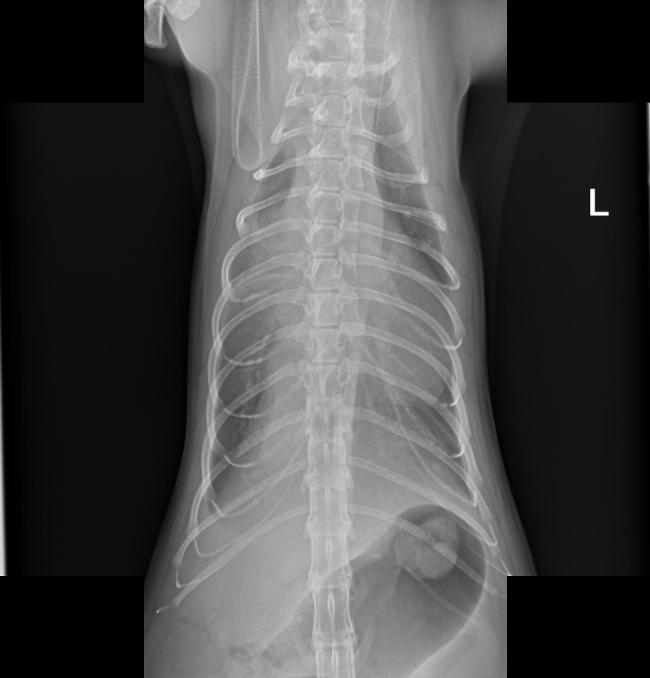 X-ray — Pleural effusion in a cat