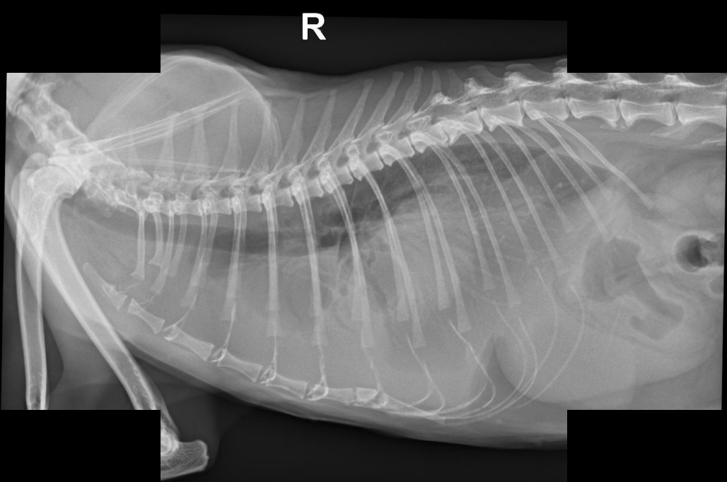 X-ray — mediastinal mass with pleural effusion in a cat