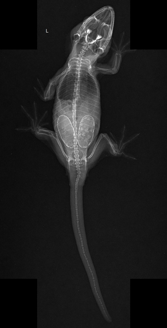 X-ray — snow eggs and calcium sac not full in a crested gecko