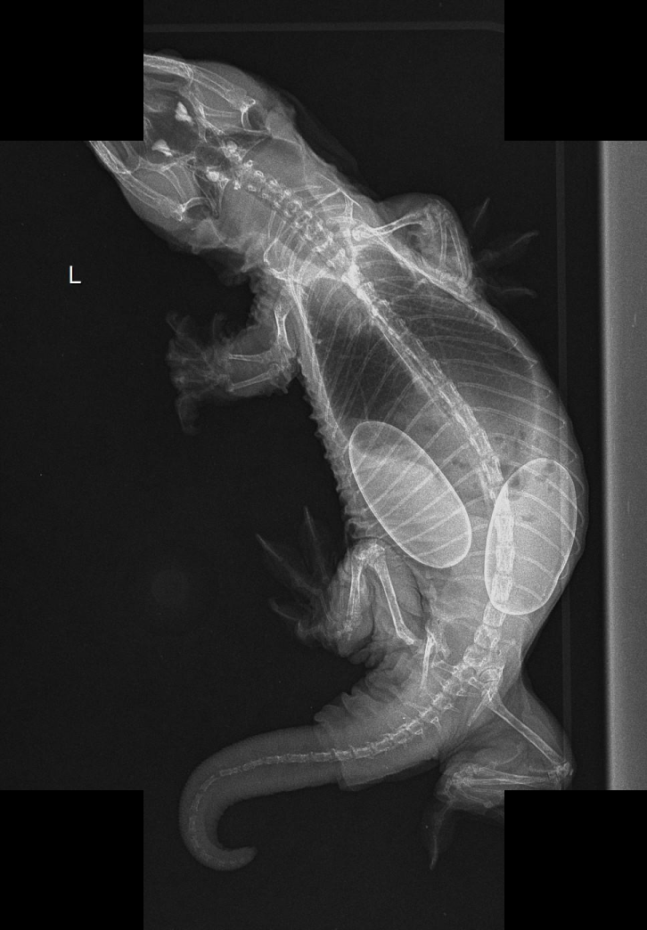X-ray — hypocalcemic dystocia in a giant gecko