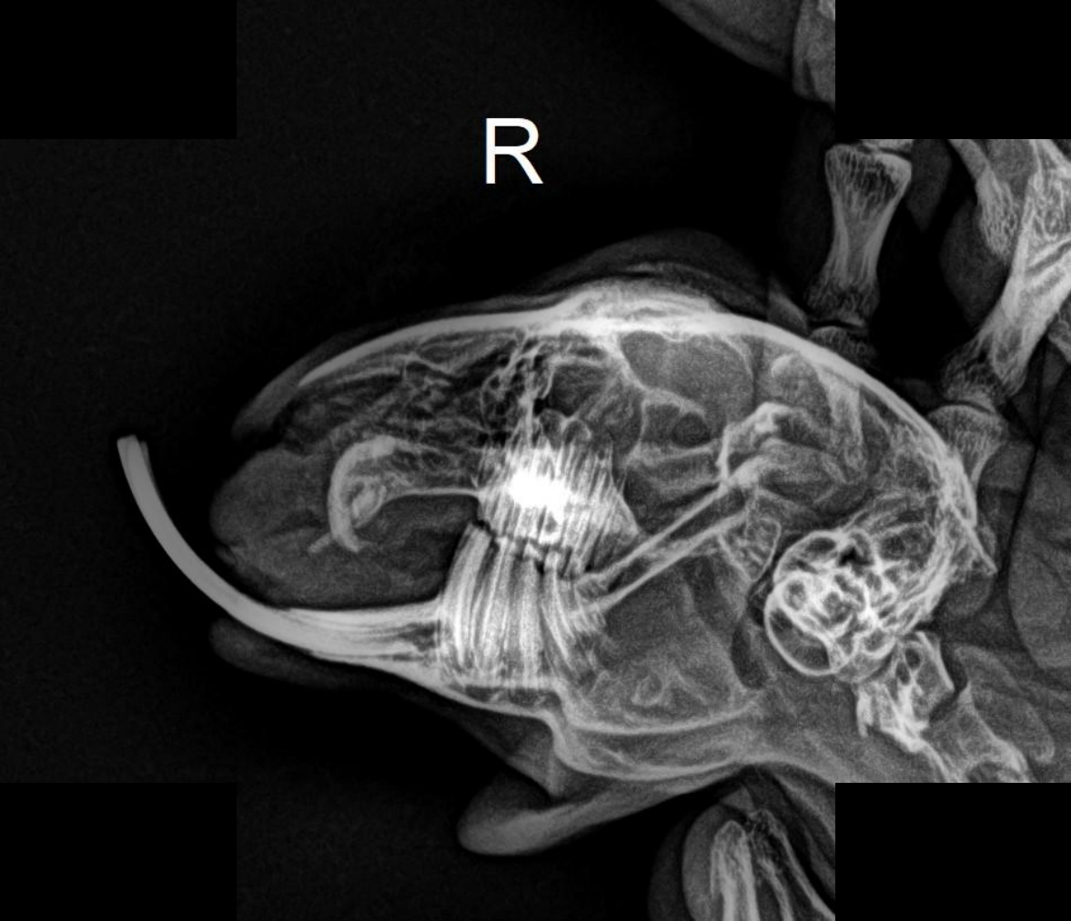 X-ray — incisor overgrowth and malocclusion in a rabbit