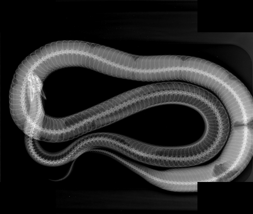 X-ray — egg binding in a snake