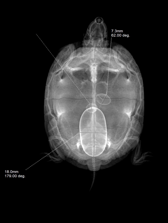 X-ray — egg binding in a turtle